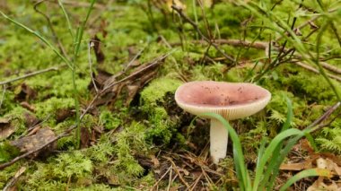 Kırmızı mantar kusturucu Russula