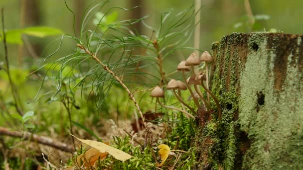 Küçük mantar mitseny düşmüş ağaçlarda — Stok video