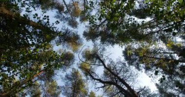 Gökyüzü kameraya doğru uzanan yüksek çam ağaçlarının gövdeleri döner