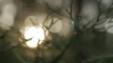 Parlayan dalları, doğal arka plan bulanık, doğa arka plan ile güneş ışığı.