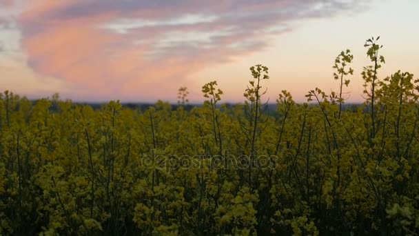 Central eólica en el campo con plantas de semillas de aceite de colza . — Vídeos de Stock