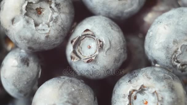 신선한, 익 블루 회전, 야생 베리 열매. 클로즈업 — 비디오