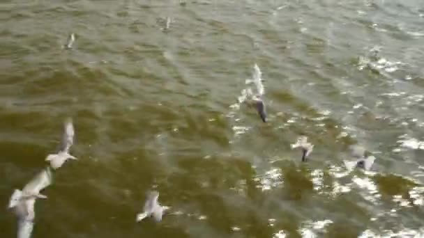 Många måsar flyger över vattnet. Flock närbild — Stockvideo