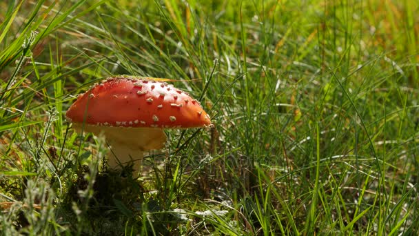 Seta roja venenosa Amanita en el bosque de Europa — Vídeo de stock