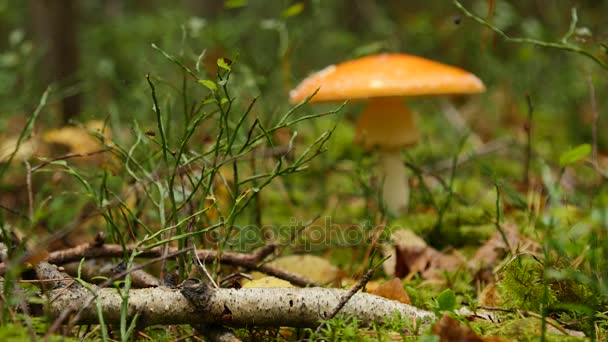 Mushroom in autumn forest among moss and trees , close up — Stock Video