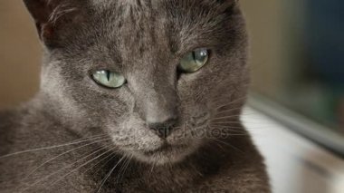 Uykulu Rus mavi kedi, yakın çekim, el Held kamera.