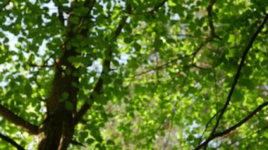 Güneş ışığı ağaçların yaprakları kendine yol yapar. Yoğun bir orman içinde güneş parlamak.