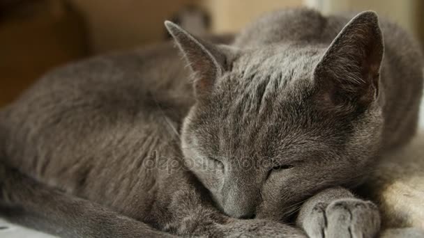 Sömniga ryska blå katt, närbild, Hand Held kamera. — Stockvideo