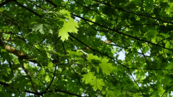 Vue vers le haut de l'érable de feuilles vertes sur un ciel bleu . — Video