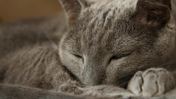 眠そうなロシア青猫、クローズ アップ、手開催カメラ. — ストック動画