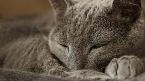 Sleepy Russische blauwe kat, close-up, Hand Held Camera. — Stockvideo