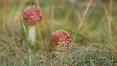 İki genç kırmızı ve beyaz orman tarafından çayırda yaz gününde büyüyen agarics sinek