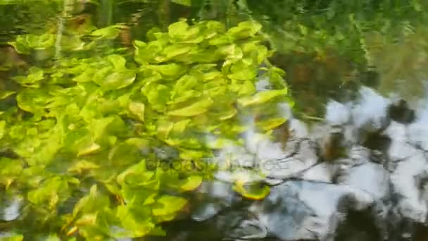 美しい水中植物を川の水の流れを移動します。. — ストック動画