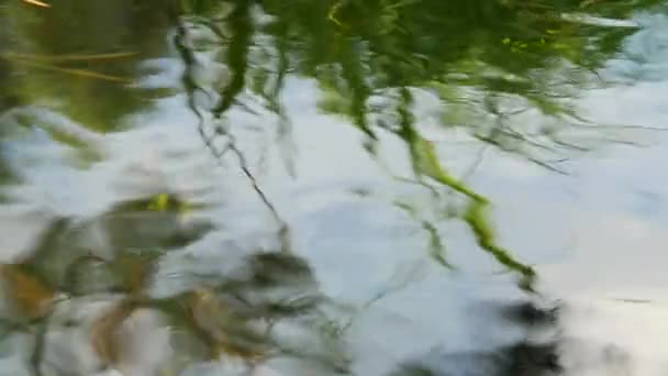 Abstrakt grön natur bakgrund — Stockvideo