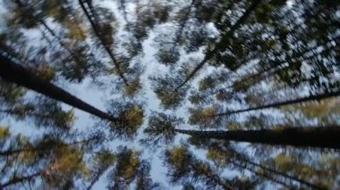 Uzun boylu ağaçlar, döndürme ve rüya yeşil ağaçların mavi gökyüzünde için bakmak