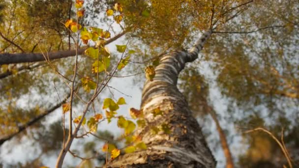 Tittar upp på trädet trädkronorna solig dag — Stockvideo