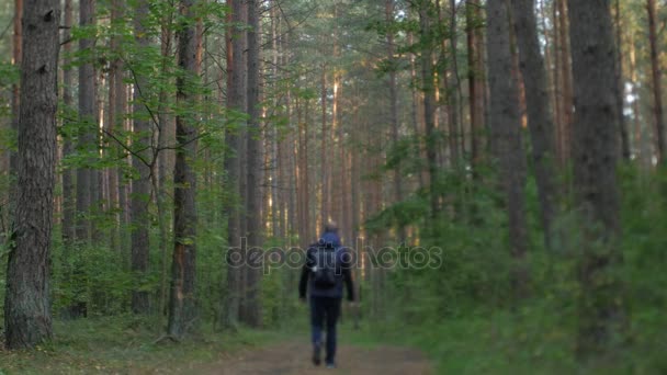 Man walking through a forest. — Stock Video