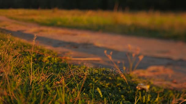 Αγνώριστος ποδηλάτης ιππασίας ένα ποδήλατο στο Φθινοπωρινό πάρκο στο ηλιοβασίλεμα, αργή κίνηση — Αρχείο Βίντεο