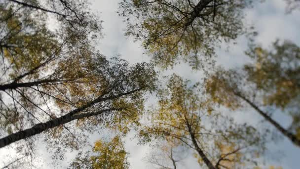 Чудовий осінній ліс. Верхівки дерев носять на тлі блакитного неба. Падаючі листя . — стокове відео