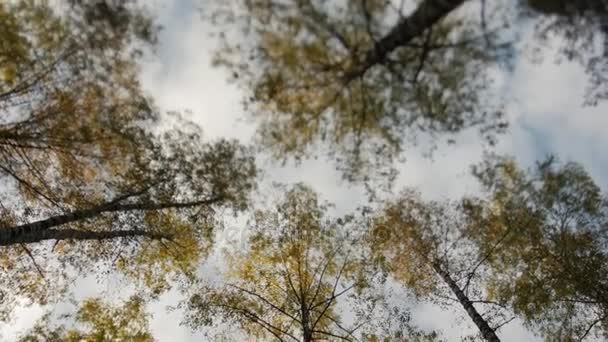 Toppen van de bomen bedekt met gele bladeren in de herfst park — Stockvideo