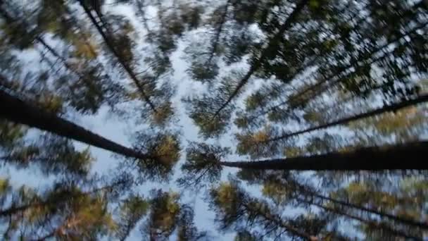 Подивіться на блакитне небо в зеленому лісі через високі дерева, що обертаються і мріють — стокове відео