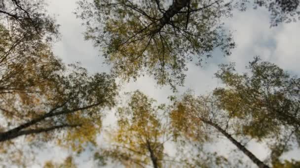 Toller Herbstwald. Die Wipfel der Bäume ragen gegen den blauen Himmel. Fallendes Laub. — Stockvideo