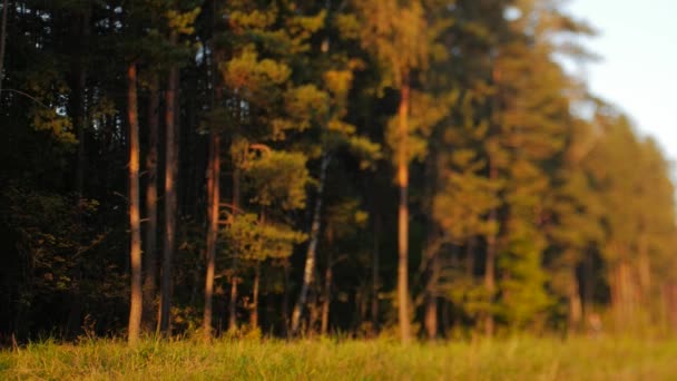 Persone sfocate stanno camminando lungo il sentiero nel parco in una serata di sole — Video Stock