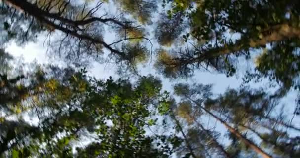 Stämme hoher Kiefern ragen in den Himmel Kamera dreht sich — Stockvideo