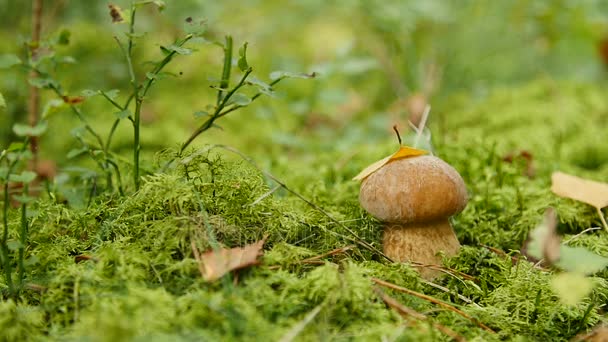 Liten boletus växer i skogen. Naturen matväxter närbild — Stockvideo