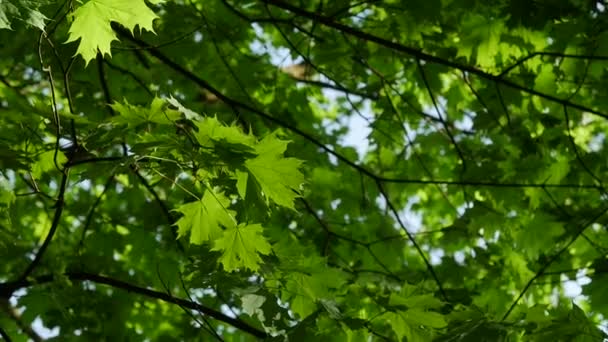 Vista para cima de árvore de folha de bordo de folhas verdes em um céu azul . — Vídeo de Stock