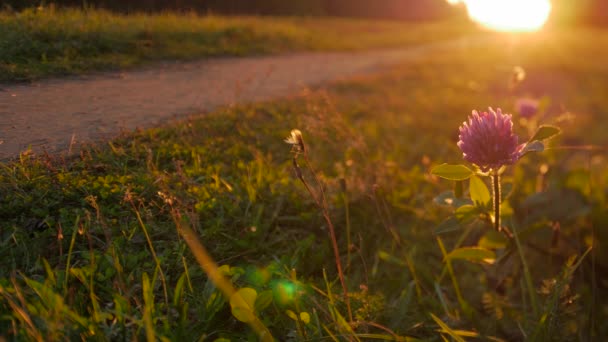 Pfad im Herbst im Sonnenlicht, Naturhintergrund. — Stockvideo