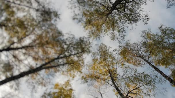 Toller Herbstwald. Die Wipfel der Bäume ragen gegen den blauen Himmel. Fallendes Laub. — Stockvideo