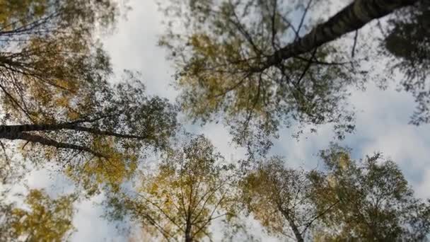 Wipfel der Bäume bedeckt mit gelben Blättern im Herbstpark — Stockvideo
