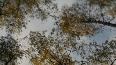 Sonbahar Park sarı yapraklarla kaplı ağaçlar üst kısımları