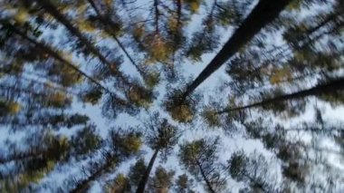 Uzun boylu ağaçlar, döndürme ve rüya yeşil ağaçların mavi gökyüzünde için bakmak