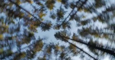 Gökyüzü kameraya doğru uzanan yüksek çam ağaçlarının gövdeleri döner