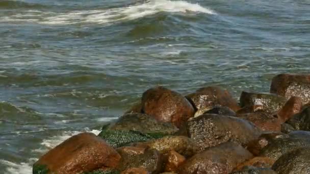 Meeresufer mit grünen Algen und moosig auf Steinen im Wasser. — Stockvideo