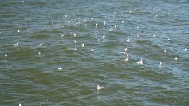 Måsarna flyger och simmar i Östersjön. — Stockvideo
