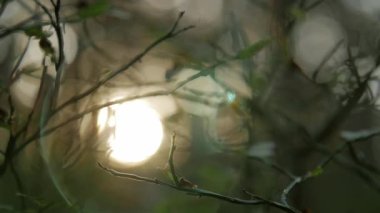 Parlayan dalları, doğal arka plan bulanık, doğa arka plan ile güneş ışığı.