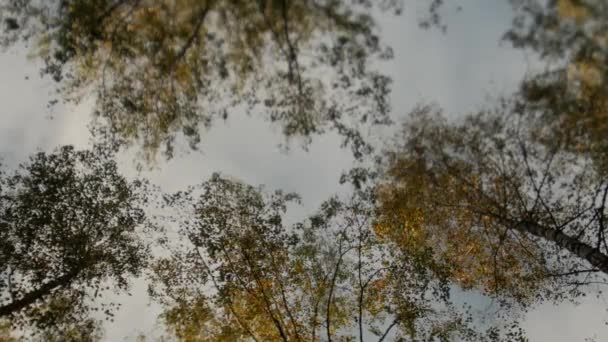 Awesome hösten skogen. Topparna på träden bära mot den blå himlen. Fallande löv. — Stockvideo