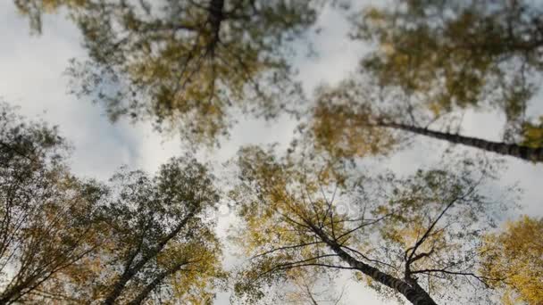 Toppen van de bomen bedekt met gele bladeren in de herfst park — Stockvideo