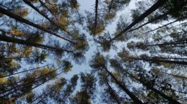 Uzun boylu ağaçlar, döndürme ve rüya yeşil ağaçların mavi gökyüzünde için bakmak