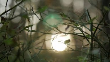 Parlayan dalları, doğal arka plan bulanık, doğa arka plan ile güneş ışığı.