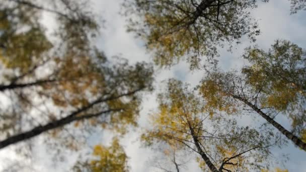 Floresta de outono incrível. Os topos das árvores carregam contra o céu azul. Folhas em queda . — Vídeo de Stock