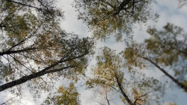 Awesome hösten skogen. Topparna på träden bära mot den blå himlen. Fallande löv. — Stockvideo