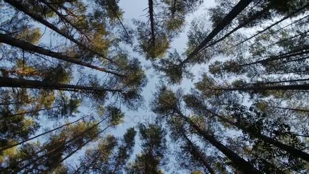 Mira hacia el cielo azul en bosques verdes a través de los árboles altos, girando y soñando — Vídeo de stock