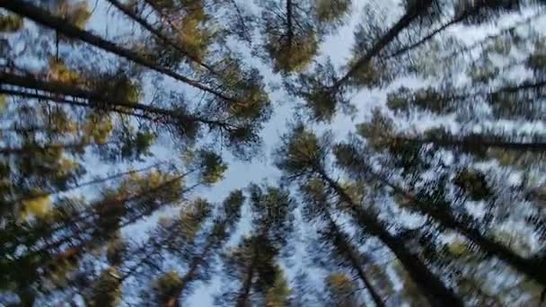 Regardez le ciel bleu dans les bois verts à travers les grands arbres, tournant et rêvant — Video