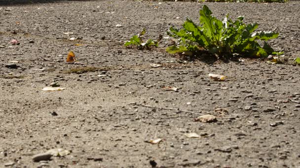 Яскраві зелені бур'яни ростуть через тріщини в бетонній землі — стокове відео