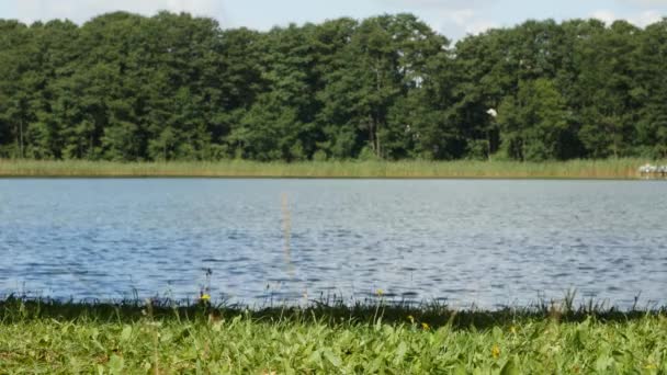 Natureza com uma superfície calma de água do lago claro e plantas verdes — Vídeo de Stock