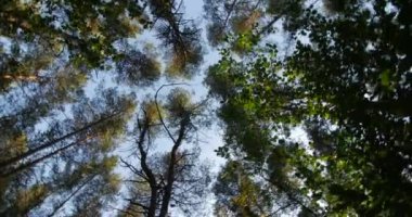 Gökyüzü kameraya doğru uzanan yüksek çam ağaçlarının gövdeleri döner